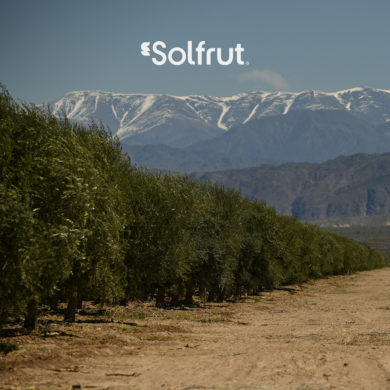 Solfrut