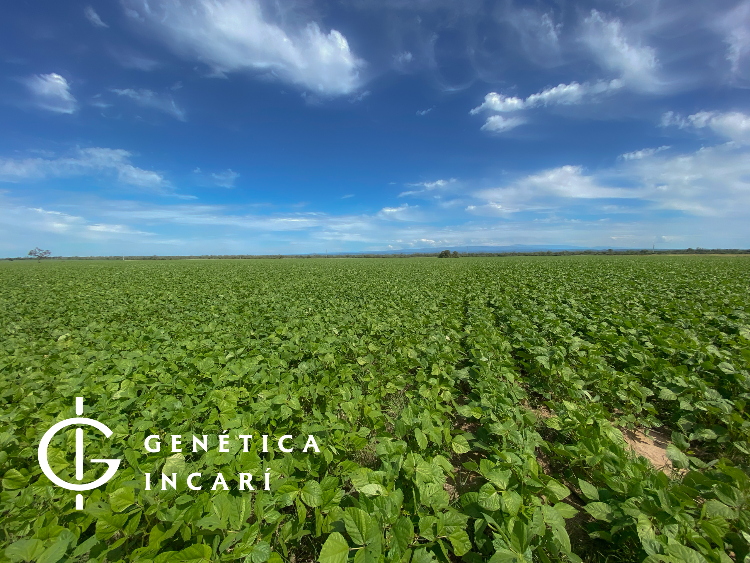Dedicada a la producción de carne y de granos con foco en la innovación y en la sostenibilidad en cada etapa del proceso.