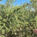 El aceite de oliva se hace fuerte en San Juan: sello de origen y nueva planta envasadora